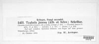 Typhula juncea image